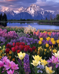 Kit Pintura com Diamantes - Campo Florido na Montanha